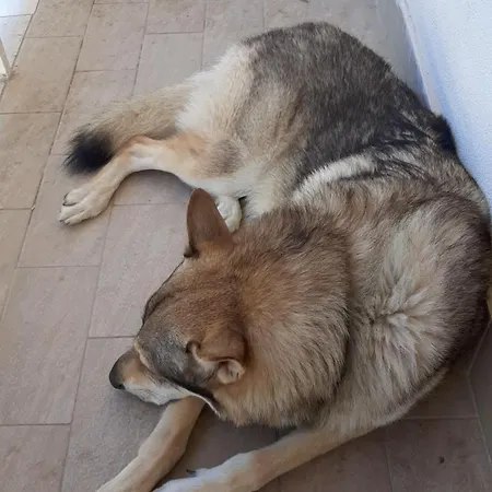La Tana Del Lupo Pet Free * Terminillo